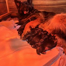 1st Pick Girl - Orange Collar - Black and red female German Shepherd puppy in Snohomish, Washington from Wataha Shepherds