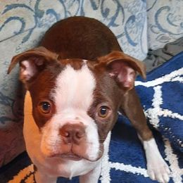 Girl 3 - Boston Terrier puppy from Campbell's Boston Terriers