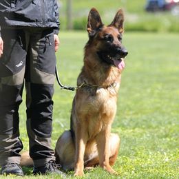 Annie - German Shepherd