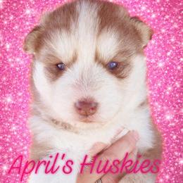 Girl 1 - Red and white female Siberian Husky puppy in Terre Haute, Indiana from April's Huskies