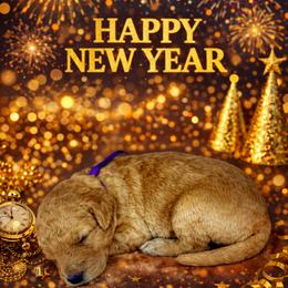 Jolly - Apricot female Goldendoodle puppy in Houston, Texas from Golden Life Doodles