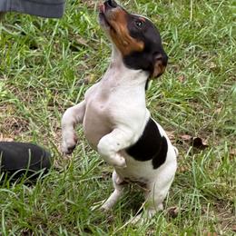 Sam - Piebald male Dachshund puppy in Florence County, South Carolina from Modern Family Standards