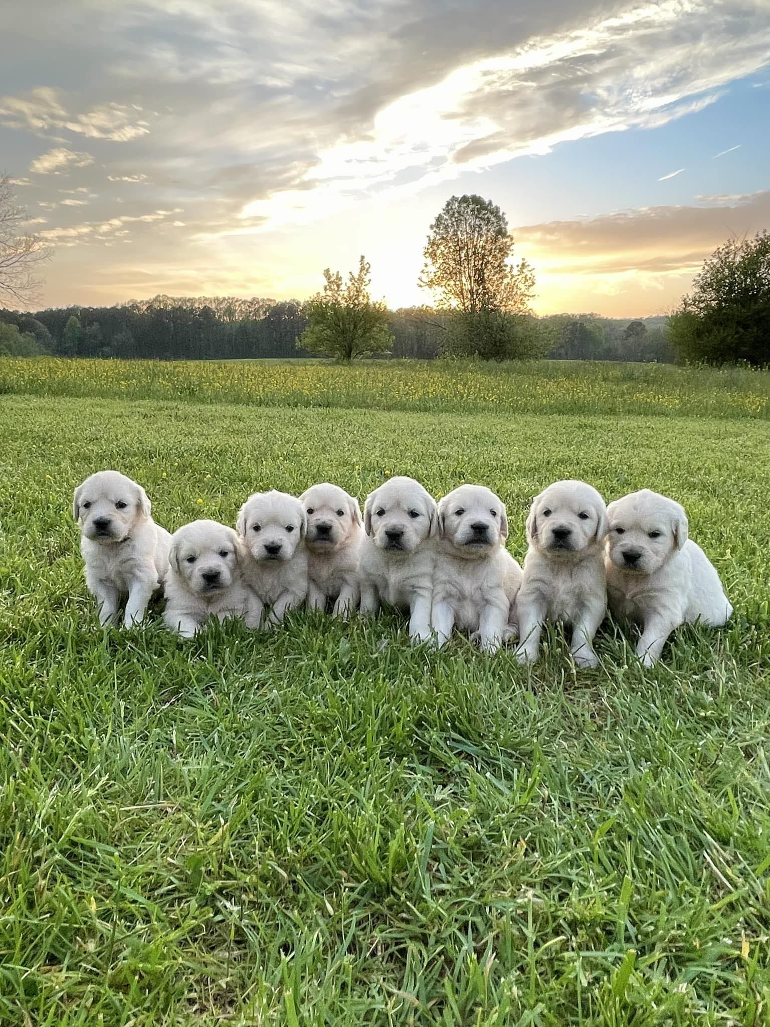 Misty valley english sales goldens