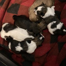 Shih Tzu Puppies from LaDawn’s Little Lions