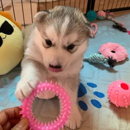 Siberian Husky Puppies from Canace Siberians