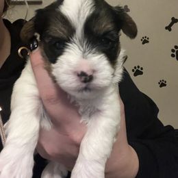 Jeremih - Parti male Yorkshire Terrier puppy in Beavercreek, Ohio from The Yorkie Den, LLC