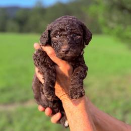 Willow - Chocolate female Goldendoodle puppy in Jasper, Georgia from Harrington Doodles & Poodles