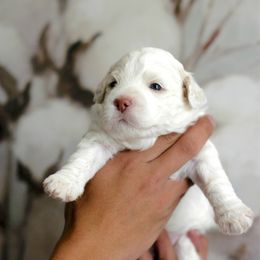 Girl 2 - Orange roan female Lagotto Romagnolo puppy in Arkansas from Skyfall and Morena