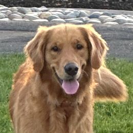Rosie - Golden Retriever