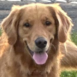 Rosie - Golden Retriever
