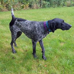 German Shorthaired Pointer puppies from Country-Side Breeders