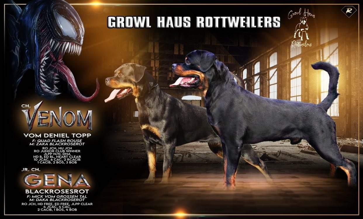GrowlHausRotts in California | Rottweiler puppies | Good Dog