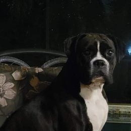 Zuri Mae - Boxer