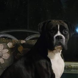 Zuri Mae - Boxer
