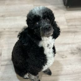 Toffee - Poodle