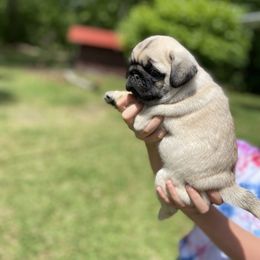 French Bulldog and Pug Puppies from Prestige Southern Pugs and Frenchies