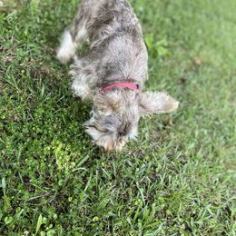Miniature Schnauzer All Grown Up from Shuna Oliver