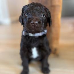 Maple - Chocolate female Labradoodle puppy in Alliance, Ohio from Mount Olive Doodles