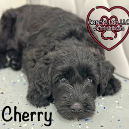 Cherry - Black female Schnoodle puppy in Saint Augustine, Florida from Gunnie Luv, LLC