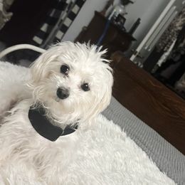 Fluffy - Maltese