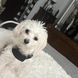 Fluffy - Maltese