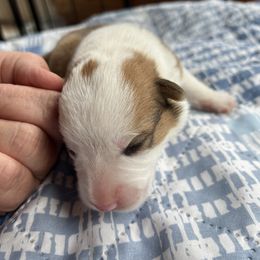 Pembroke Welsh Corgi Puppies from Rose Brier Pembroke Welsh Corgis
