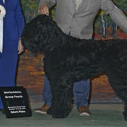 Bernese Mountain Dogs, Black Russian Terriers, and Golden Retrievers from Russias Royalty/Goldhaven Kennel