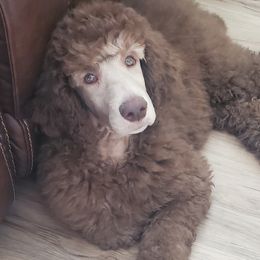Red Collar Boy - Poodle puppy in Eau Claire, Wisconsin from RK'S Pets