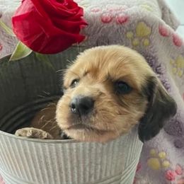 Dachshunds from Rosehill Dachshunds