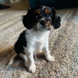 Falcon(pending) - Tri-color male Cavapoo puppy in Battle Lake, Minnesota from Panda Puppies