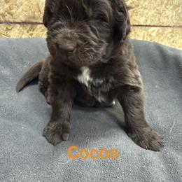 Cocoa - Brown female Newfoundland puppy in Goodhue, Minnesota from Claypits Newfoundlands