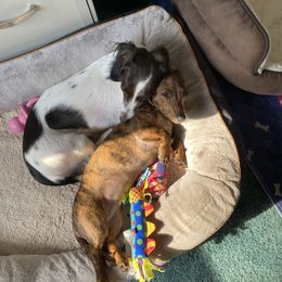 Dachshund Puppies from Bella’s Puppies