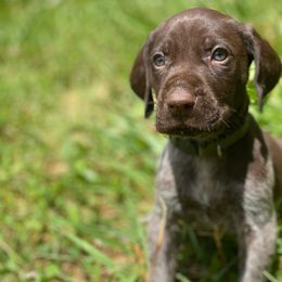 German Shorthaired Pointer and Poodle Puppies from Pilgrims Trails Pointers and Poodles
