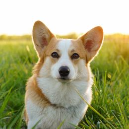 Xena - Pembroke Welsh Corgi