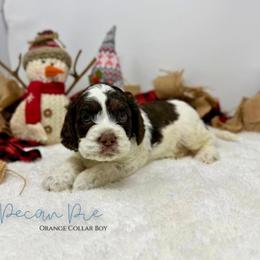 Pecan Pie - Brown white and tan male Cockapoo puppy in Oologah, Oklahoma from Timber Hills Poodles and Doodles