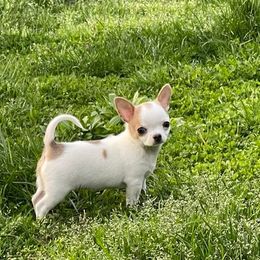 Chihuahua Puppies from Appalachain Cuddles