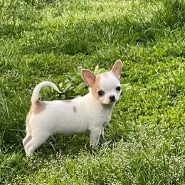 Chihuahua Puppies from Appalachain Cuddles