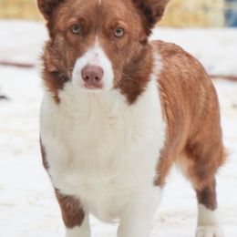 Ember - American Corgi