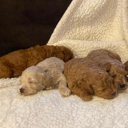 Cockapoo puppies from Poodle Me Crazy