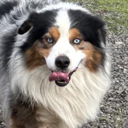 Miniature American Shepherds from Malachi Kennels