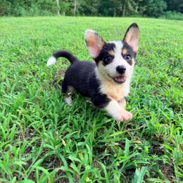 Cantore - Black and white male Cardigan Welsh Corgi puppy in Bland, Missouri from Shadey Lane Corgis