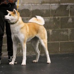 Japanese Akitainus from Futago Kennels
