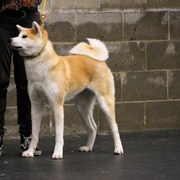 Japanese Akitainus from Futago Kennels