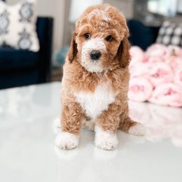 Bernedoodle, Goldendoodle, and Poodle Puppies from Teddy Doodles & Standard Poodles