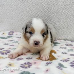 Champagne - Blue merle male Australian Shepherd puppy in Lakewood, California from Cloud Nine Kennel