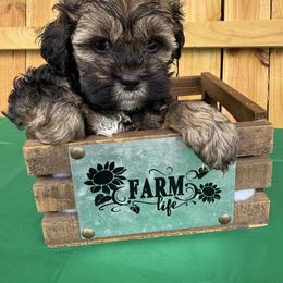 Jessie - Sable female Cockapoo puppy in Connersville, Indiana from MoonShine Babies