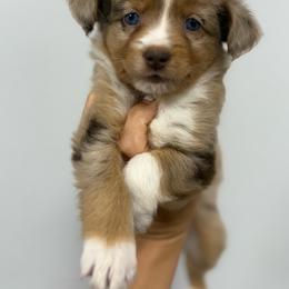 Taffy - Red merle female Miniature Australian Shepherd puppy in Mount Airy, Georgia from North Georgia Gems