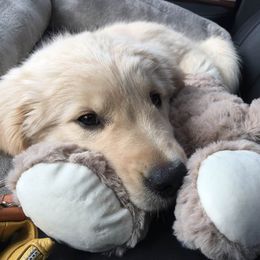 Golden Retriever Puppies from Em's Golden Retrievers