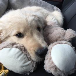 Golden Retriever Puppies from Em's Golden Retrievers
