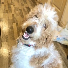 Snowflakes - Goldendoodle